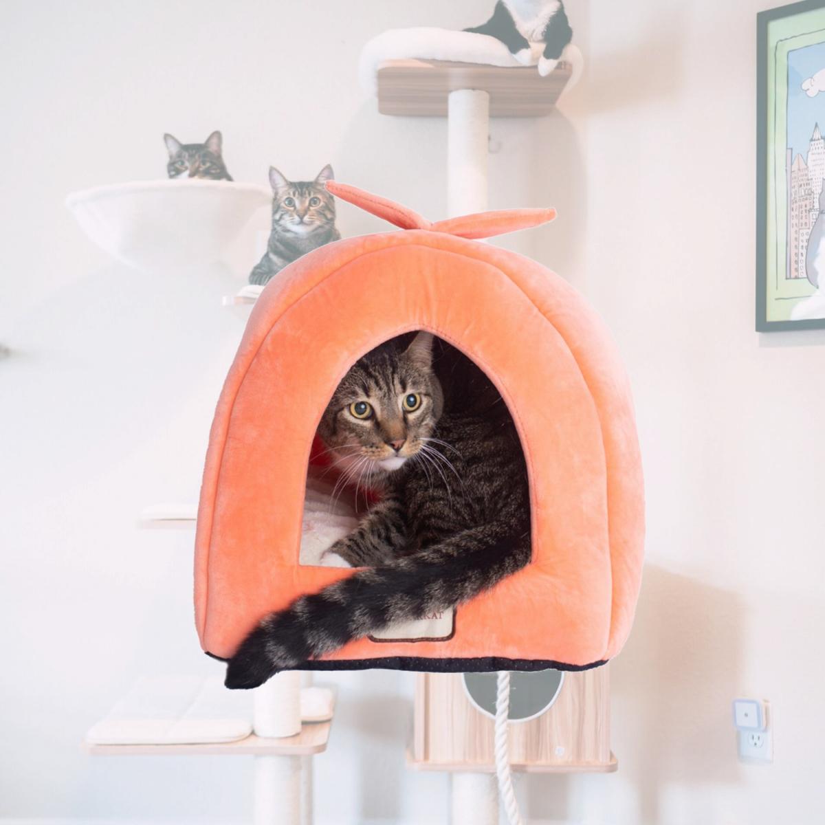 Picture of Aeromark C10HCS-MB Armarkat Pet Bed Cat Bed 14 x 14 x 21 - Orange & Ivory