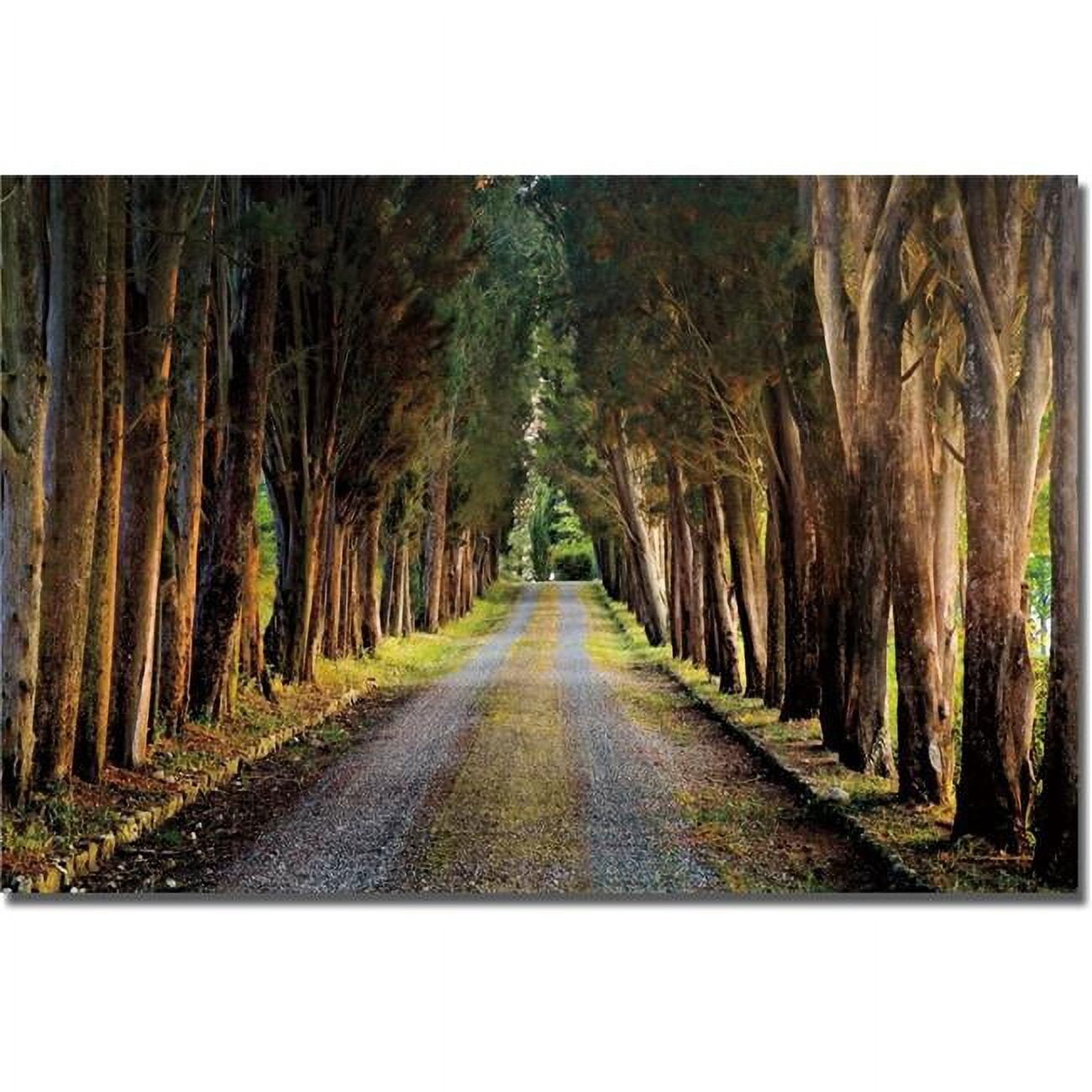 1624A778G Tree Tunnel by Michael Cahill Premium Gallery-Wrapped Canvas Giclee - 16 x 24 x 1.5 in.