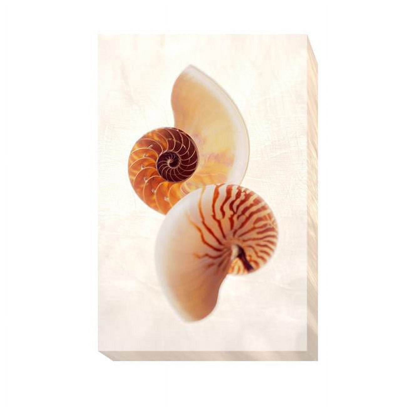 1624B956EG Nautilus by Gayle & Glen Wans Premium Gallery-Wrapped Canvas Giclee Art - 16 x 24 x 1.5 in.