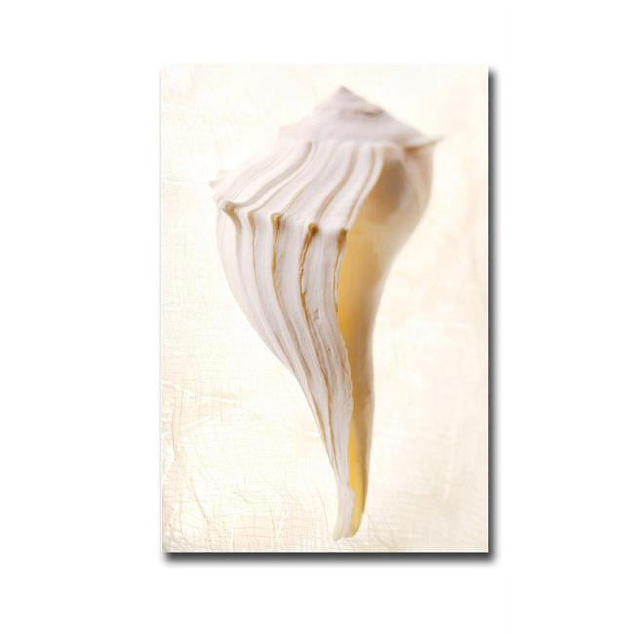 1624C956EG Great White Shell by Gayle & Glen Wans Premium Gallery-Wrapped Canvas Giclee Art - 16 x 24 x 1.5 in.