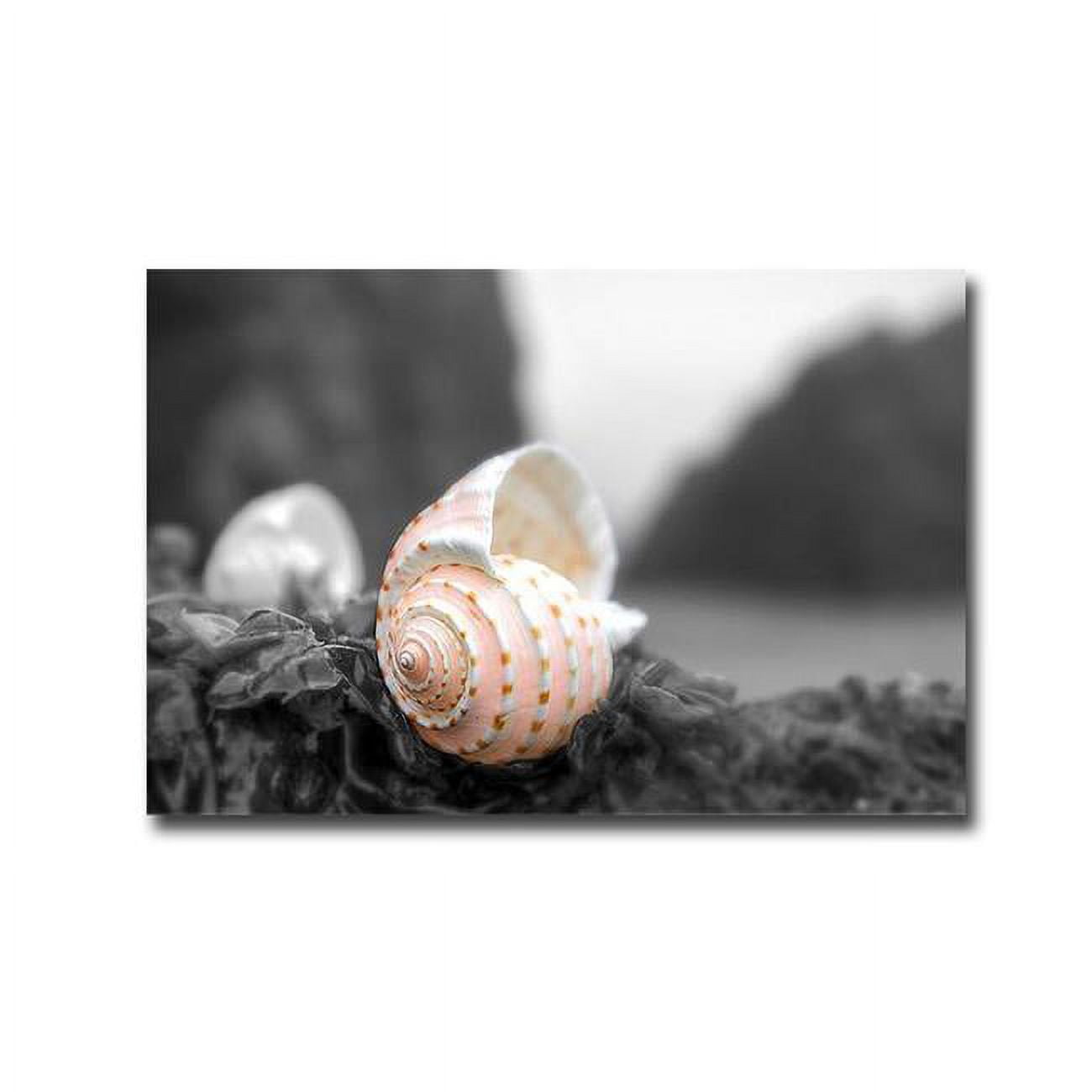 1624E868IG Crescent Beach Shells No.1A by Alan Blaustein Premium Gallery-Wrapped Canvas Giclee Art - 16 x 24 x 1.5 in.