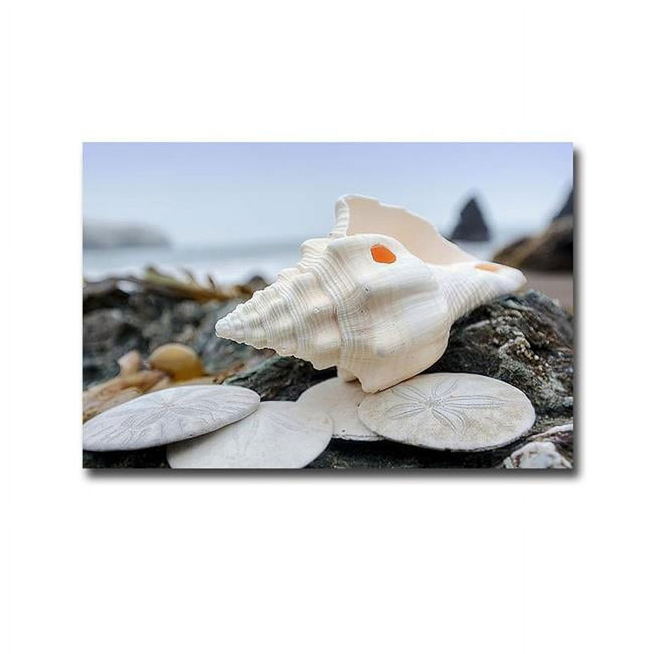 1624E870IG Crescent Beach Shells No.11 by Alan Blaustein Premium Gallery-Wrapped Canvas Giclee Art - 16 x 24 x 1.5 in.