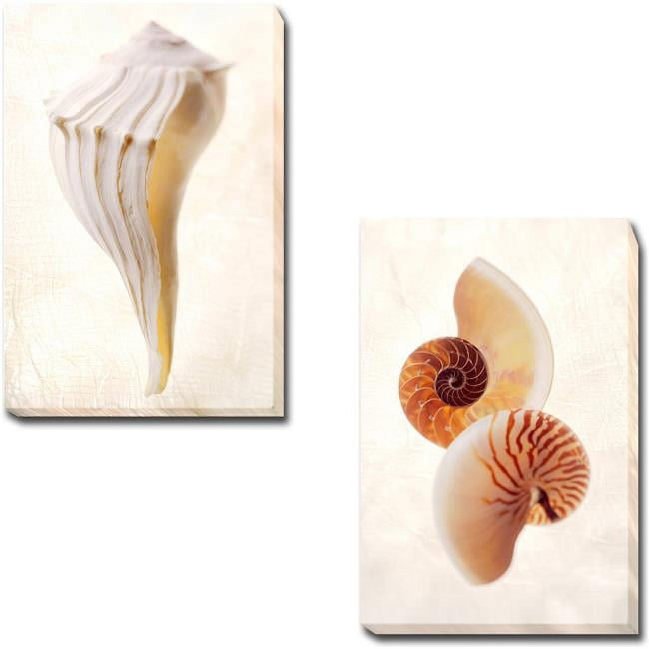 1624F966EG Great White Shell & Nautilus by Gayle & Glen Wans 2-Piece Premium Gallery-Wrapped Canvas Giclee Art Set - 16 x 24 x 1.5 in.