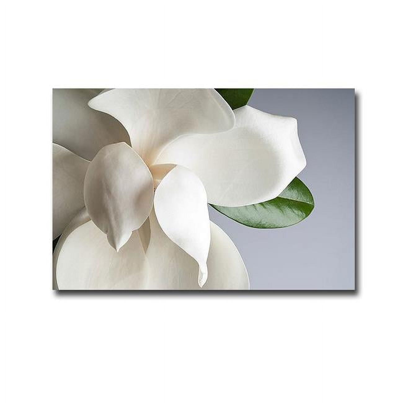 Magnolia by PhotoINC Studio Premium Oversize Gallery-Wrapped Canvas Giclee Art - 30 x 45 in.