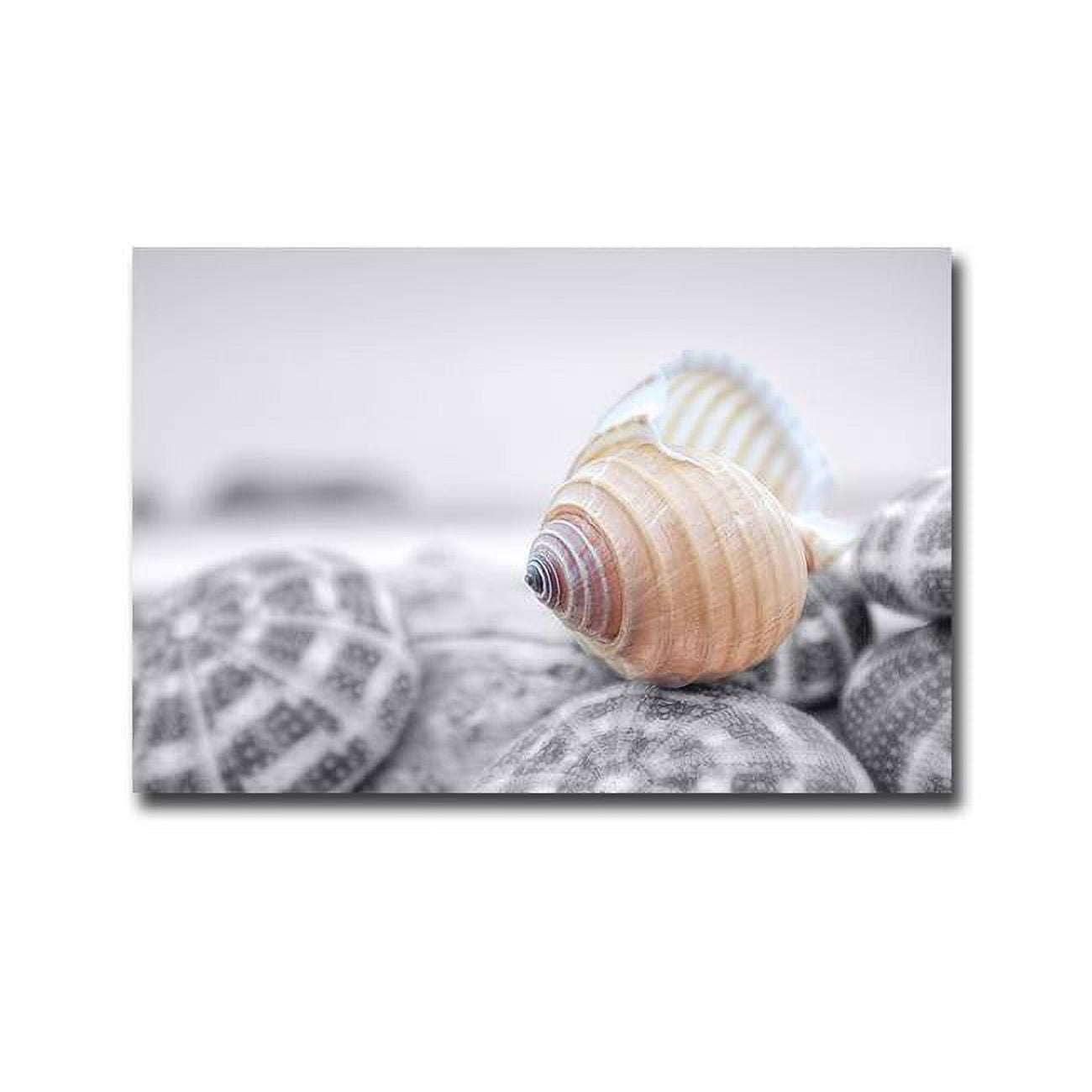Crescent Beach Shells No.15 by Alan Blaustein Premium Oversize Gallery-Wrapped Canvas Giclee Art - 30 x 45 x 1.5 in.