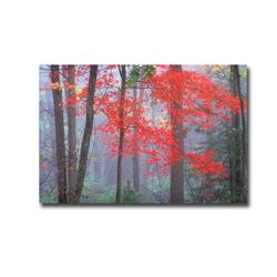 Splash of Red by Patrick Zephyr Premium Oversize Gallery-Wrapped Canvas Giclee Panorama Art - 30 x 45 x 1.5 in.