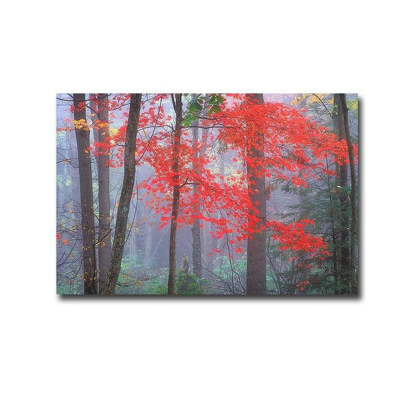 1624I780IG Splash of Red by Patrick Zephyr Premium Gallery-Wrapped Canvas Giclee Panorama Art - 16 x 24 x 1.5 in.