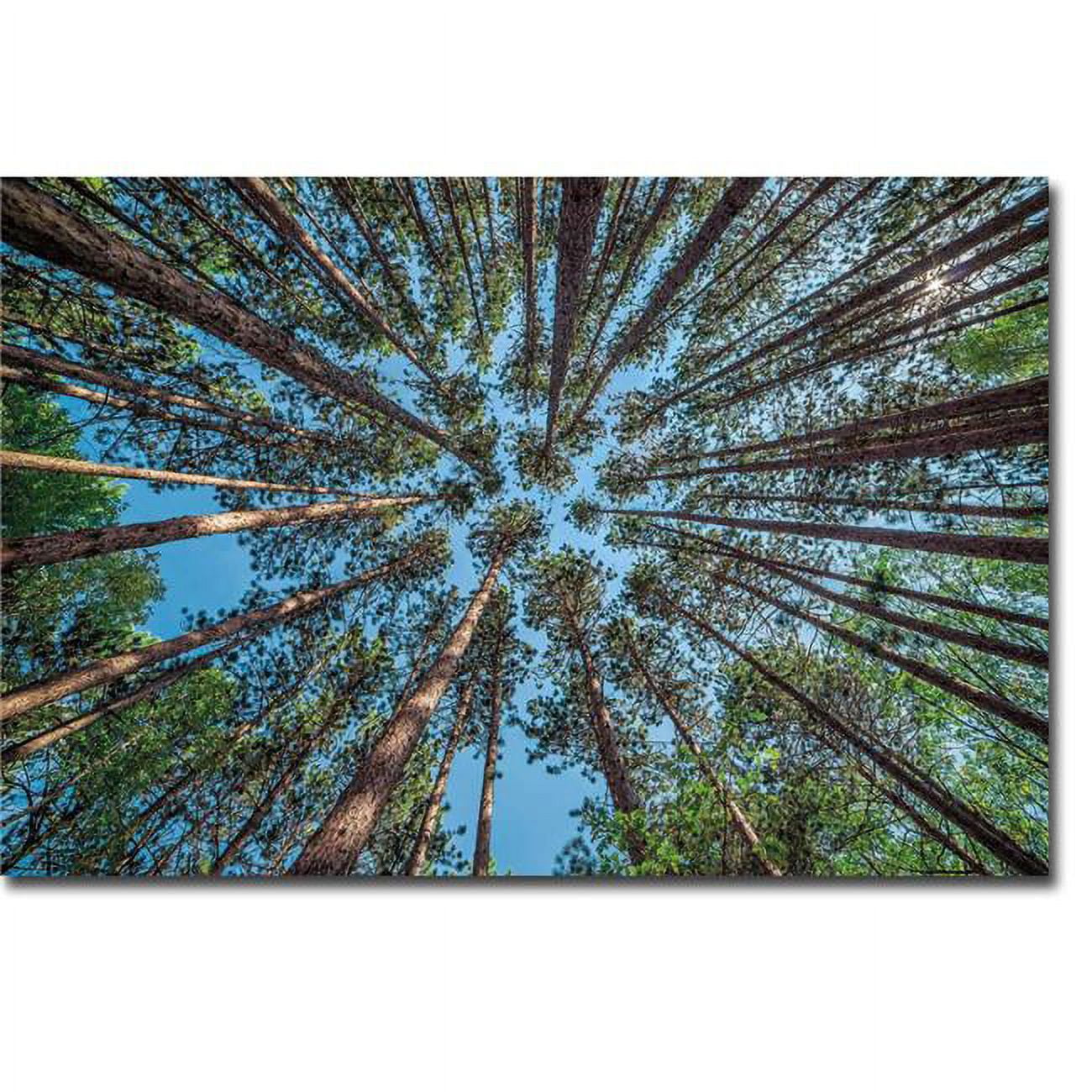 1624P494CG Up by Daniel J. Bellyk Premium Gallery-Wrapped Canvas Giclee Art - 16 x 24 x 1.5 in.