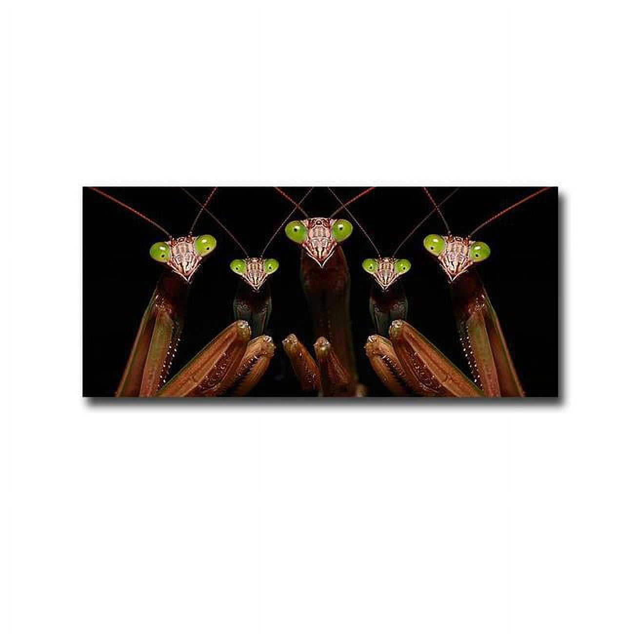 Praying Mantis Family Portrait by Patrick Zephyr Premium Gallery-Wrapped Canvas Giclee Panorama Art - 16 x 36 x 1.5 in.