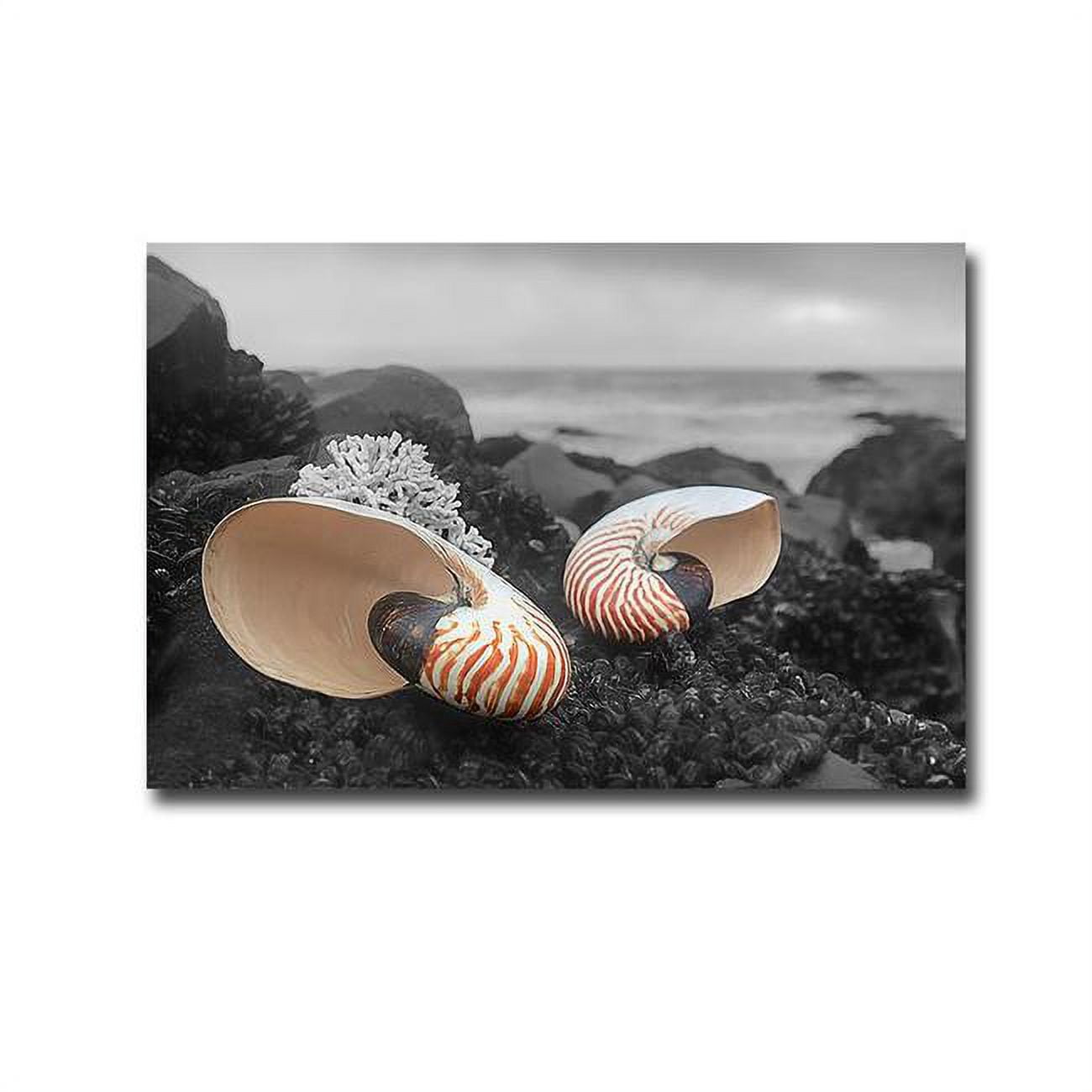 2436E867IG Crescent Beach Shells No 2 by Alan Blaustein Premium Gallery-Wrapped Canvas Giclee Art - Ready-to-Hang, 24 x 36 x 1.5 in.