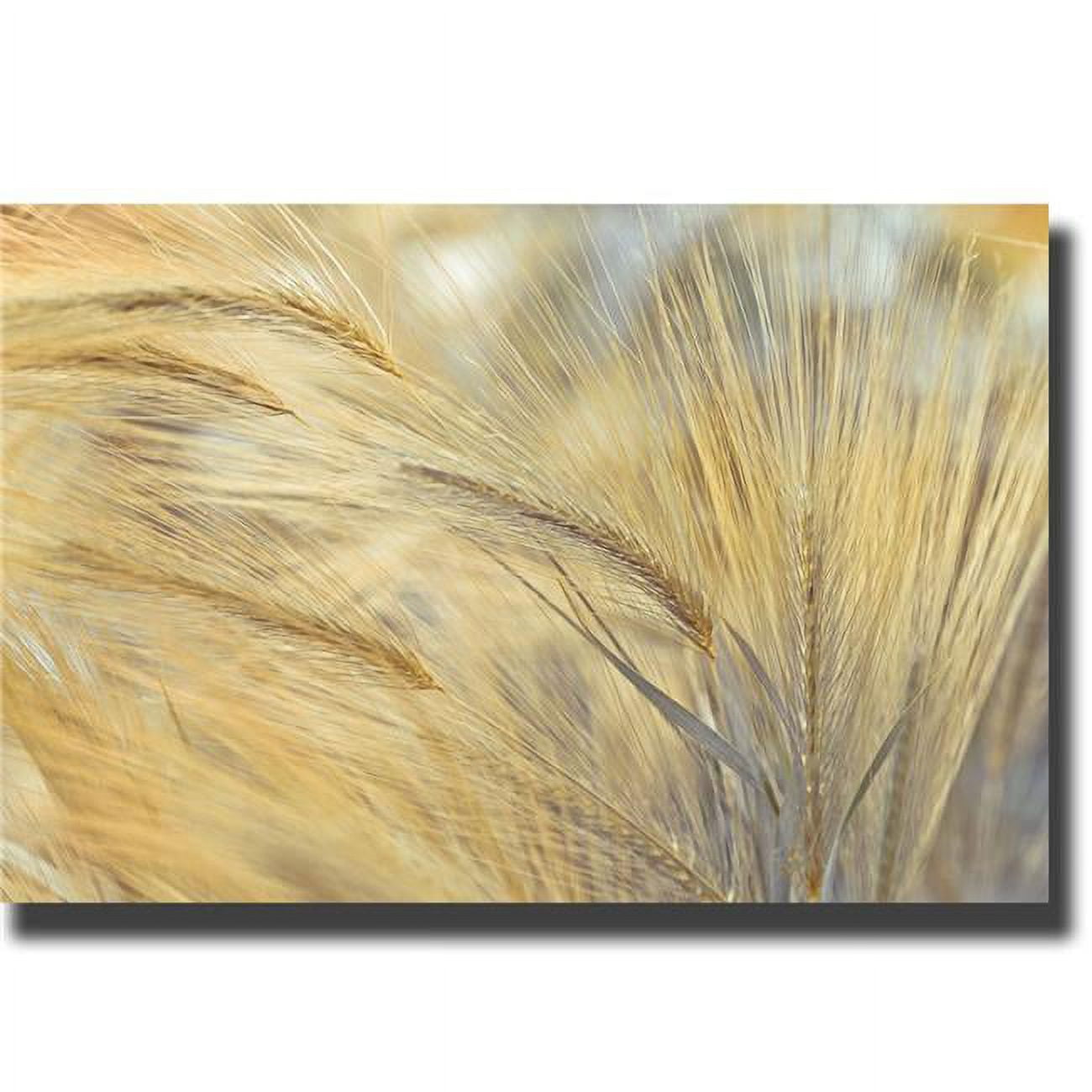 Foxtail by Frank Assaf Premium Gallery-Wrapped Canvas Giclee Art - Ready-to-Hang, 24 x 36 x 1.5 in.