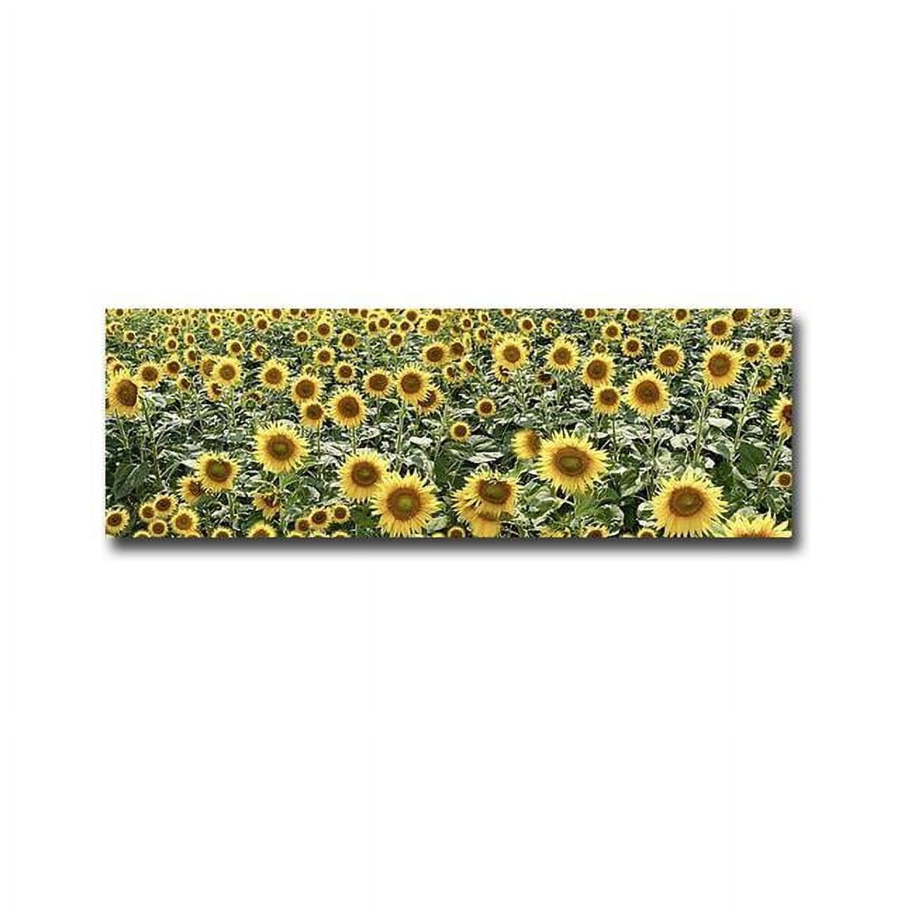 Tuscan Sunflower Pano 1 by Allan Blaustein Premium Gallery-Wrapped Canvas Giclee Art - Ready to Hang, 12 x 36 x 1.5 in.