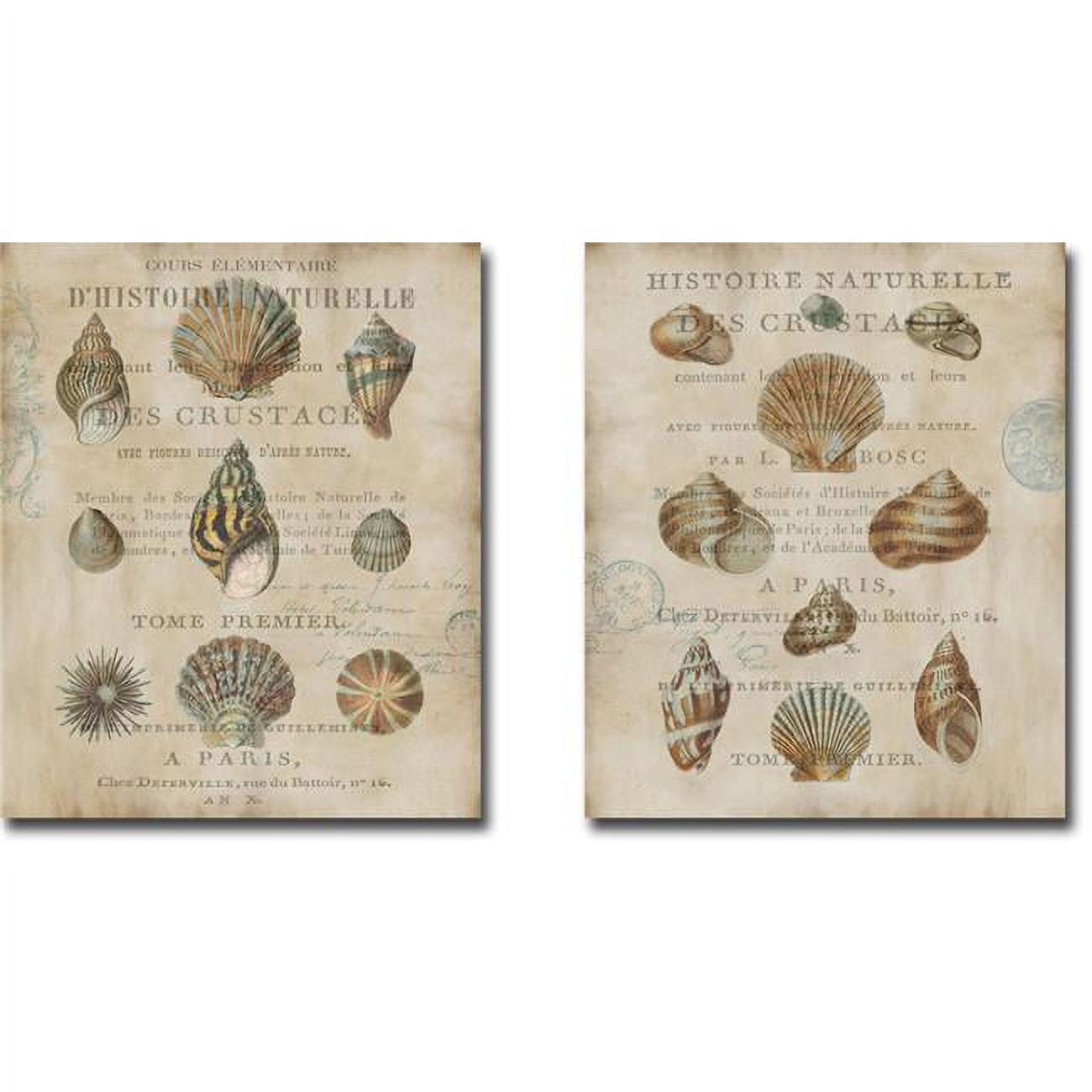 Shell Collection I & II by Deborah Devillier Gallery-Wrapped Canvas Giclee Art Set - Ready to Hang, 18 x 15 in.
