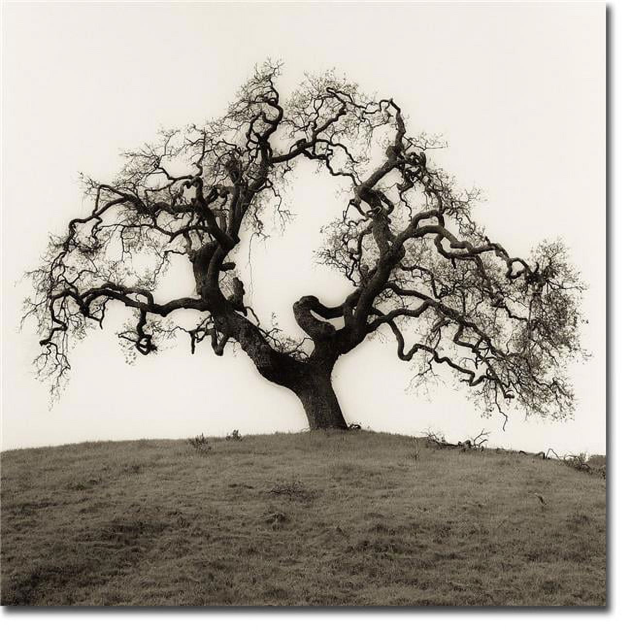 Hillside Oak by Alan Blaustein Premium Gallery Wrapped Canvas Giclee Art - Medium, Ready to Hang, 16 x 16 x 1.5 in.
