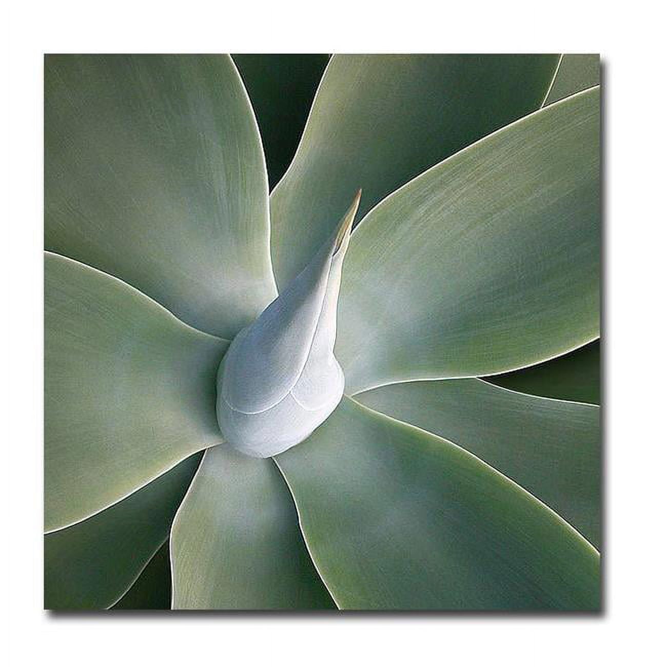 Succulent Tip by Jan Weiss Premium Gallery Wrapped Canvas Giclee Art - Medium, Ready to Hang, 16 x 16 x 1.5 in.