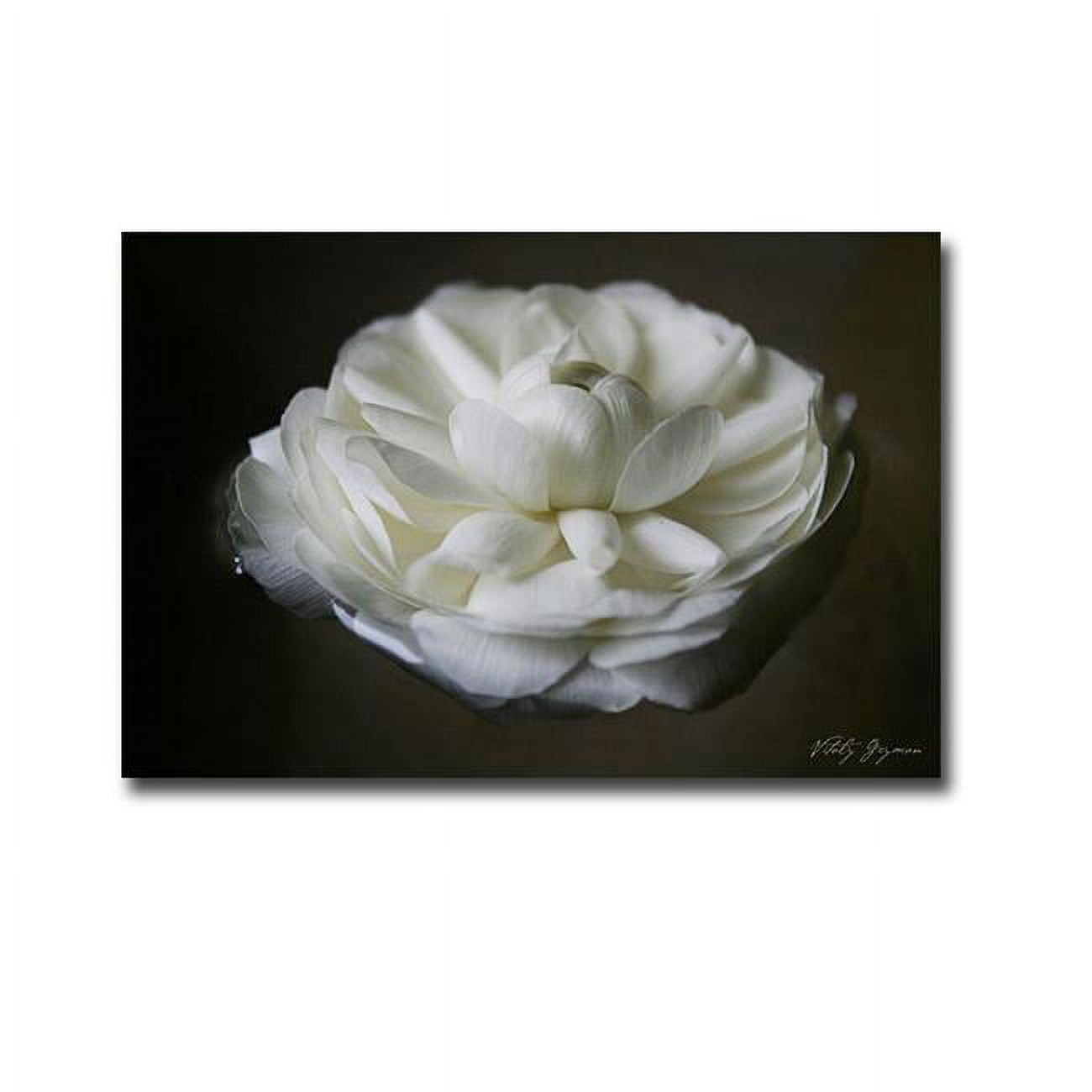 Floating Renunculus by Vitaly Geyman Premium Gallery-Wrapped Canvas Giclee Art - Ready-to-Hang, 24 x 36 x 1.5 in.