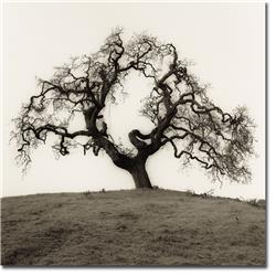 3030878IG Hillside Oak by Alan Blaustein Premium Gallery Wrapped Canvas Giclee Art - Large, Ready to Hang, 30 x 30 x 1.5 in.