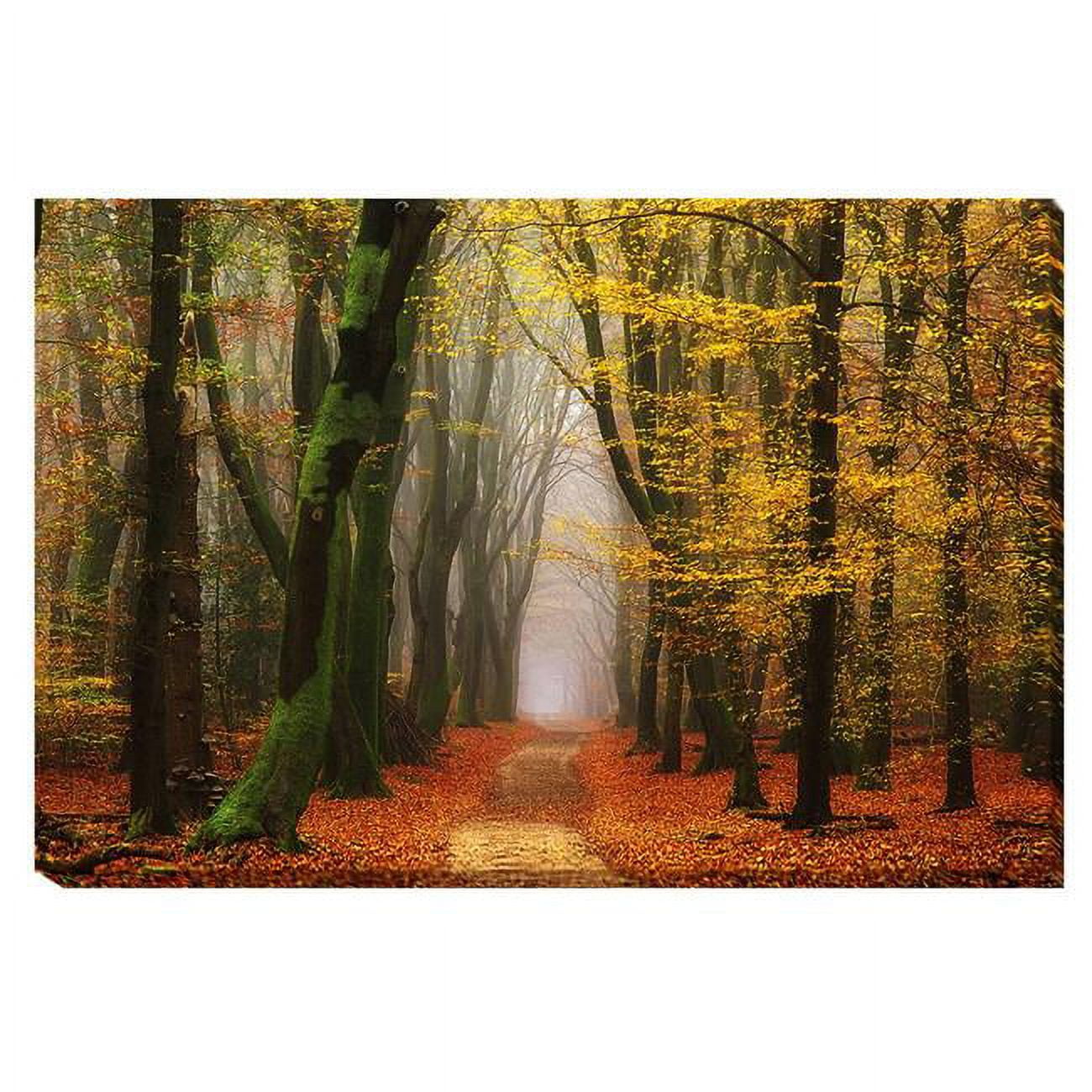 Shimmer by Lars Van De Goor Custom Gallery-Wrapped Canvas Giclee Art - Ready to Hang, 16 x 24 x 1.5 in.