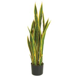 A-152020 40 in. Sansevieria Plant - Yellow, Green