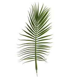 AUV-161750 62 in. Royal Palm Spray - UV, Green