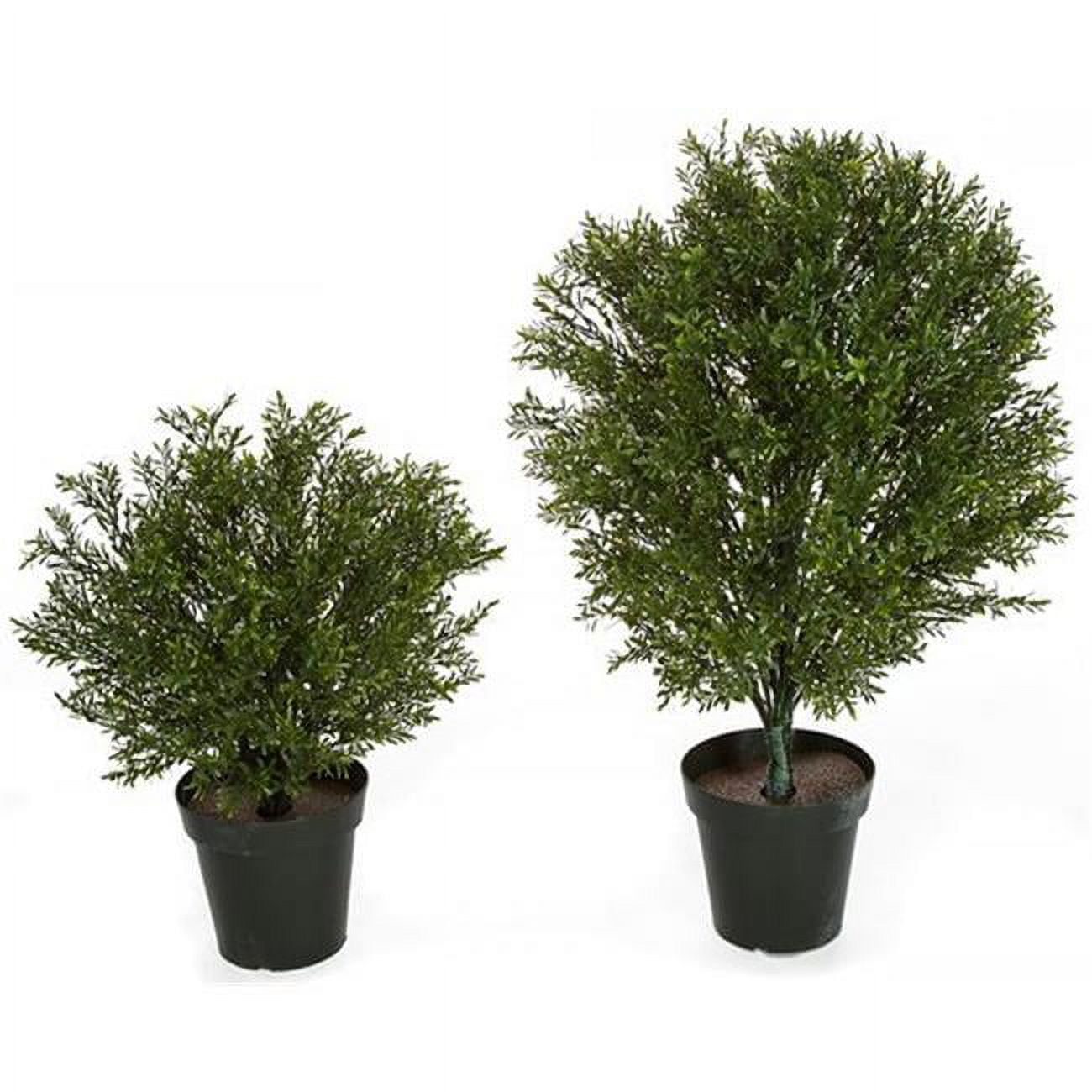 36 in. Rosemary Podocarpus Shrub Topiary Bush, Green