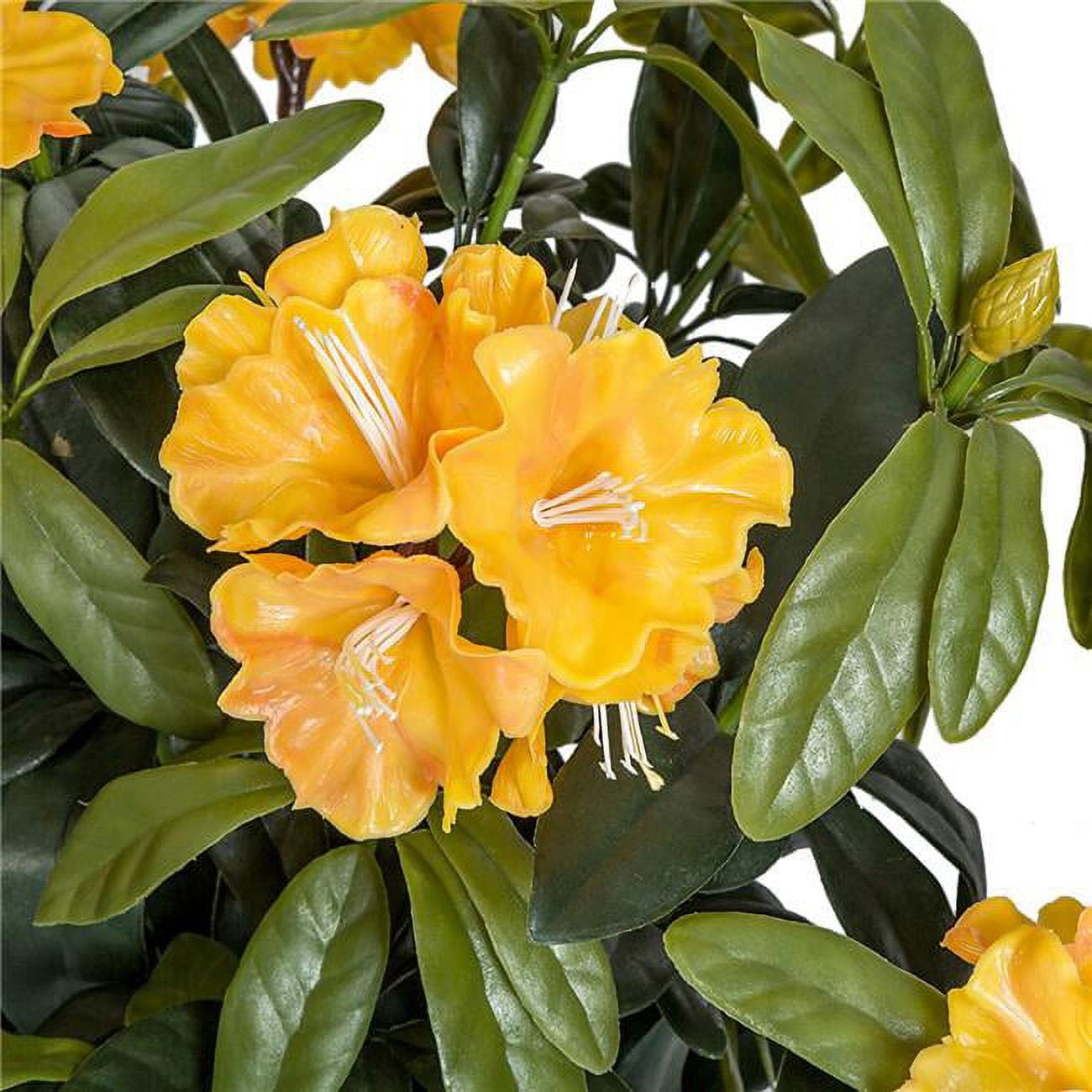 Picture of Autograph Foliages A-194156 40 in. Rhododendron Bush&#44; Gold