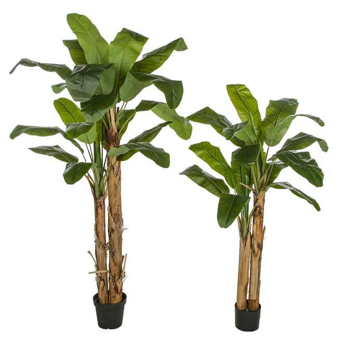 Picture of Autograph Foliages A-195960 Double Trunk Potted Banana Trees - 6 ft. & 8 ft.&#44; Green - Tall