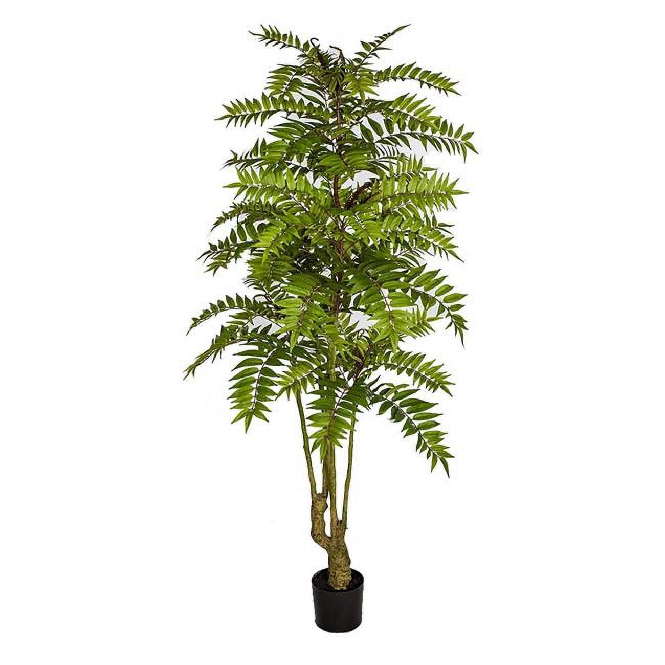 P-190460 6.5 ft. Chinese Mahogany Tree, Green