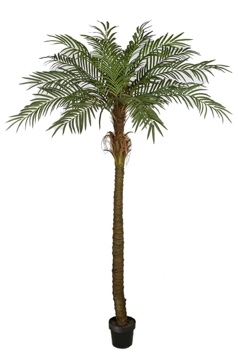 Picture of Autograph Foliages A-160240 7 ft. Phoenix Palm Tree