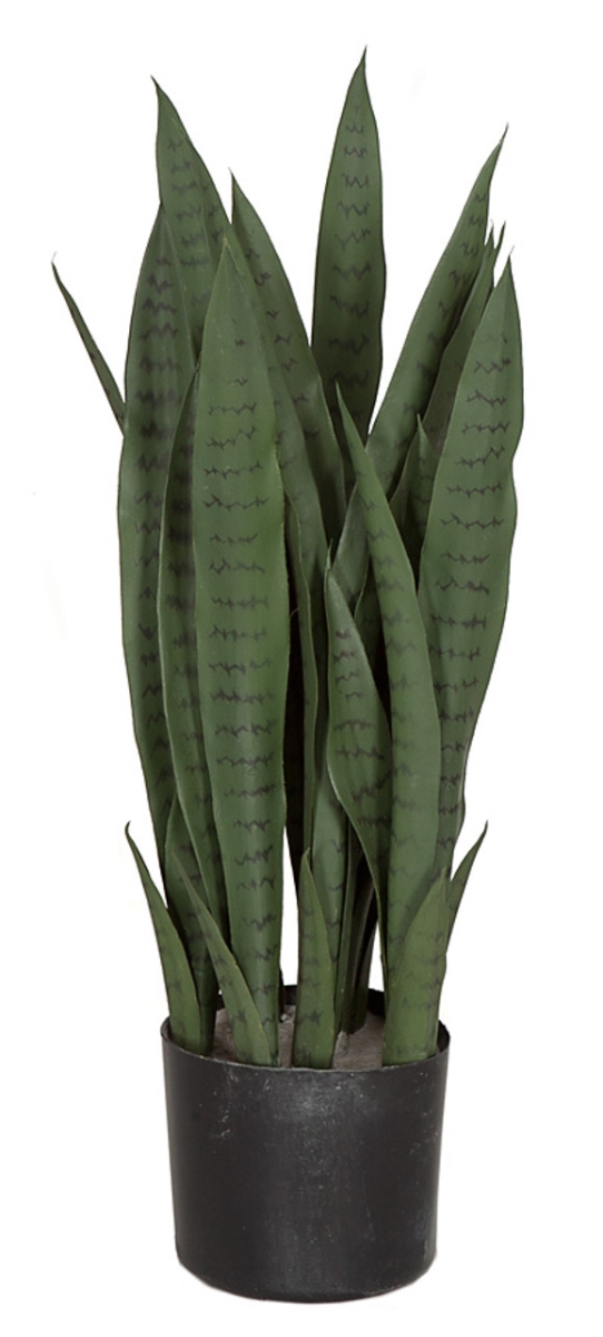 AR-162185-S 28 in. Sansevieria Plant - IFR Or Regular Foliage - Green