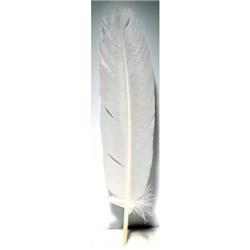 RFWHI10 12 in. Feather, White - Set of 10