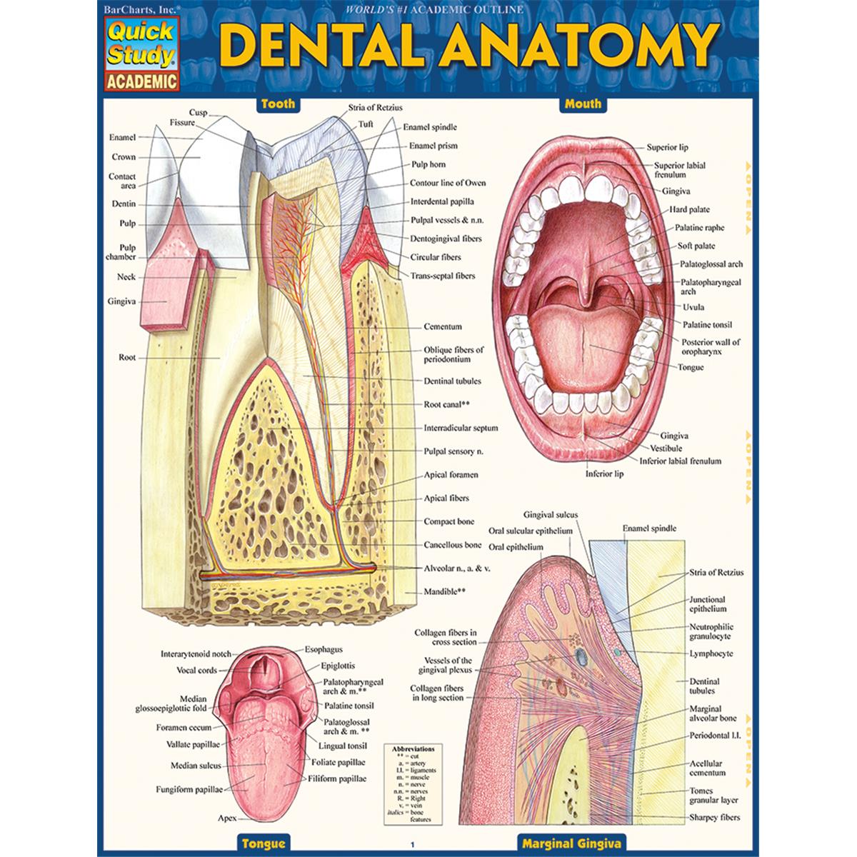 9781423233107 Dental Anatomy Guide