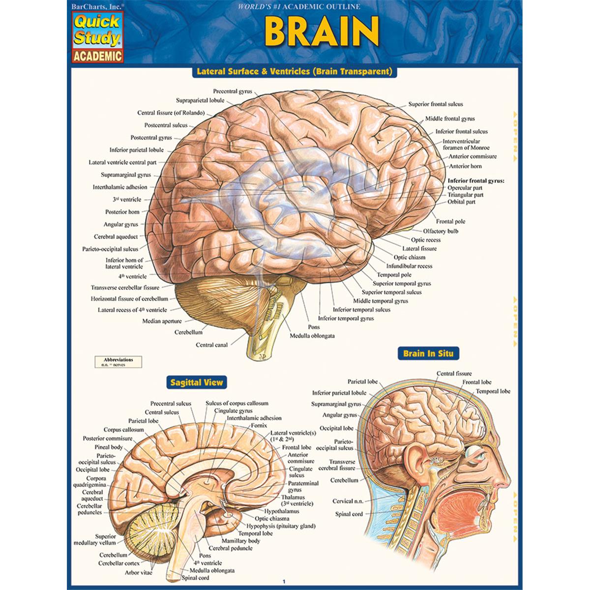 9781423233213 Brain Guide in English