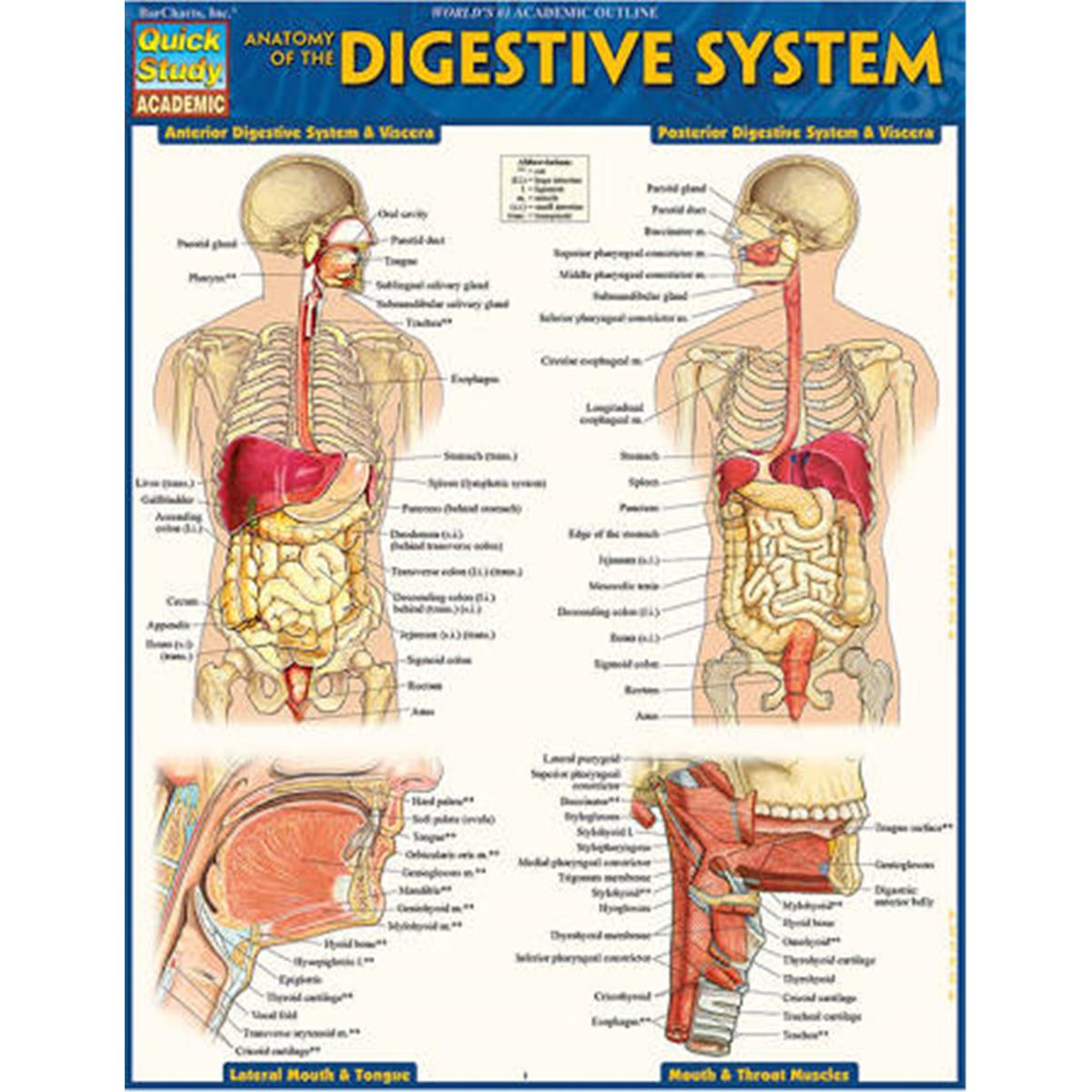 9781423234623 Anatomy of the Digestive System