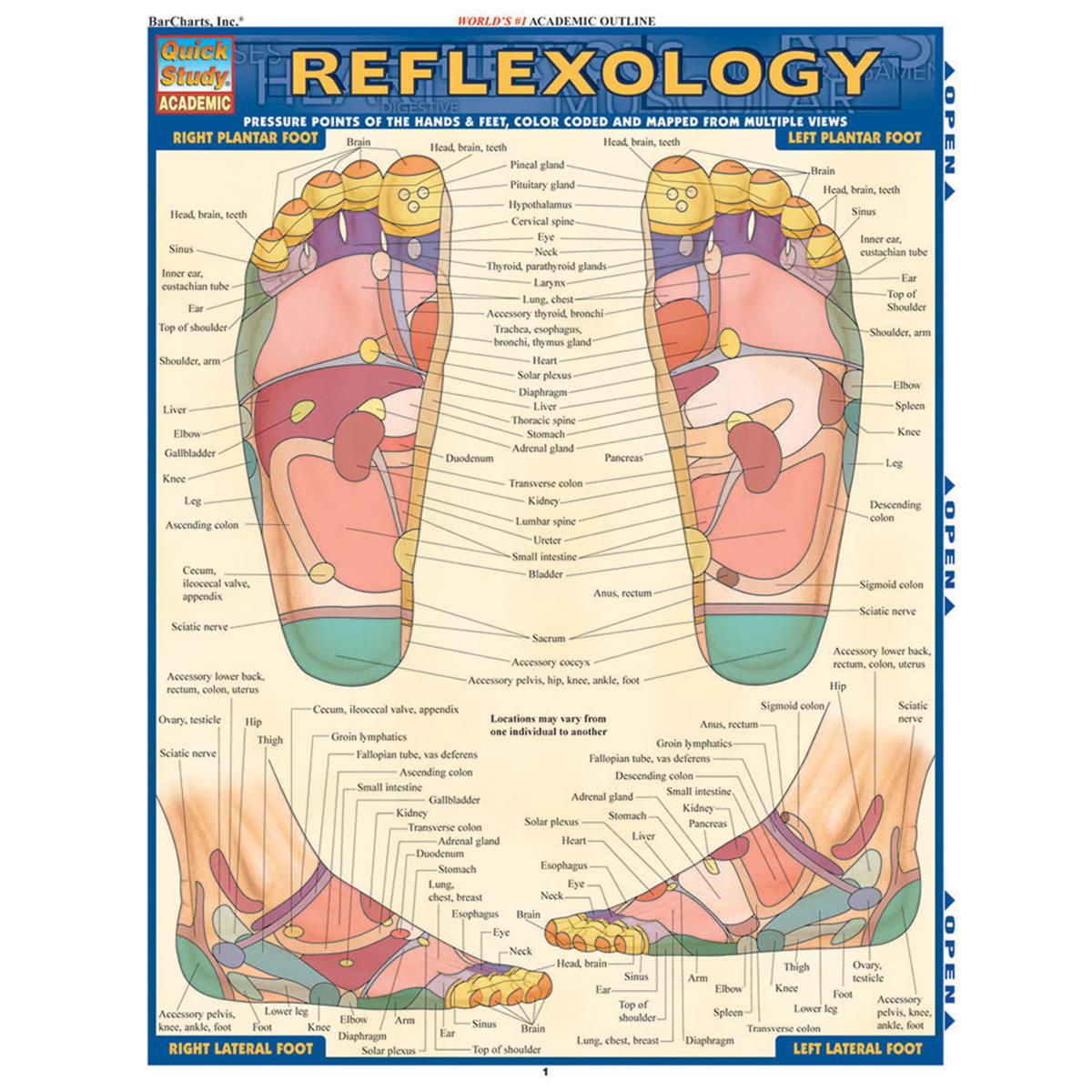Picture of BarCharts 9781423228615 Reflexology - Quickstudy Easel Study Guide