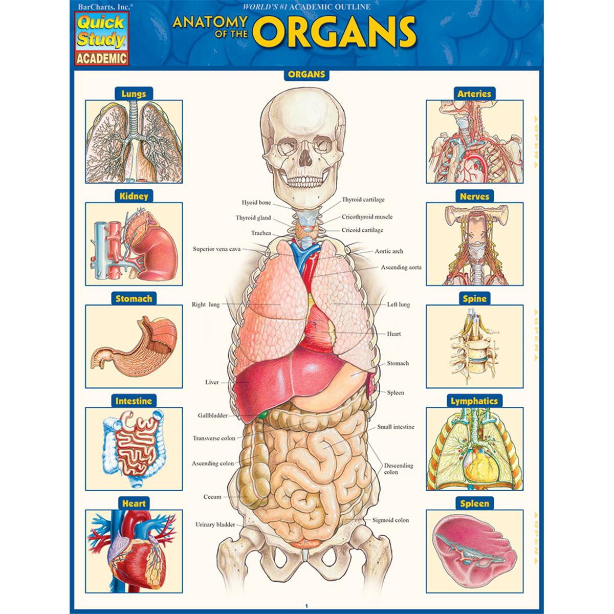 Picture of BarCharts 9781423234630 Anatomy of the Organs Study Guide