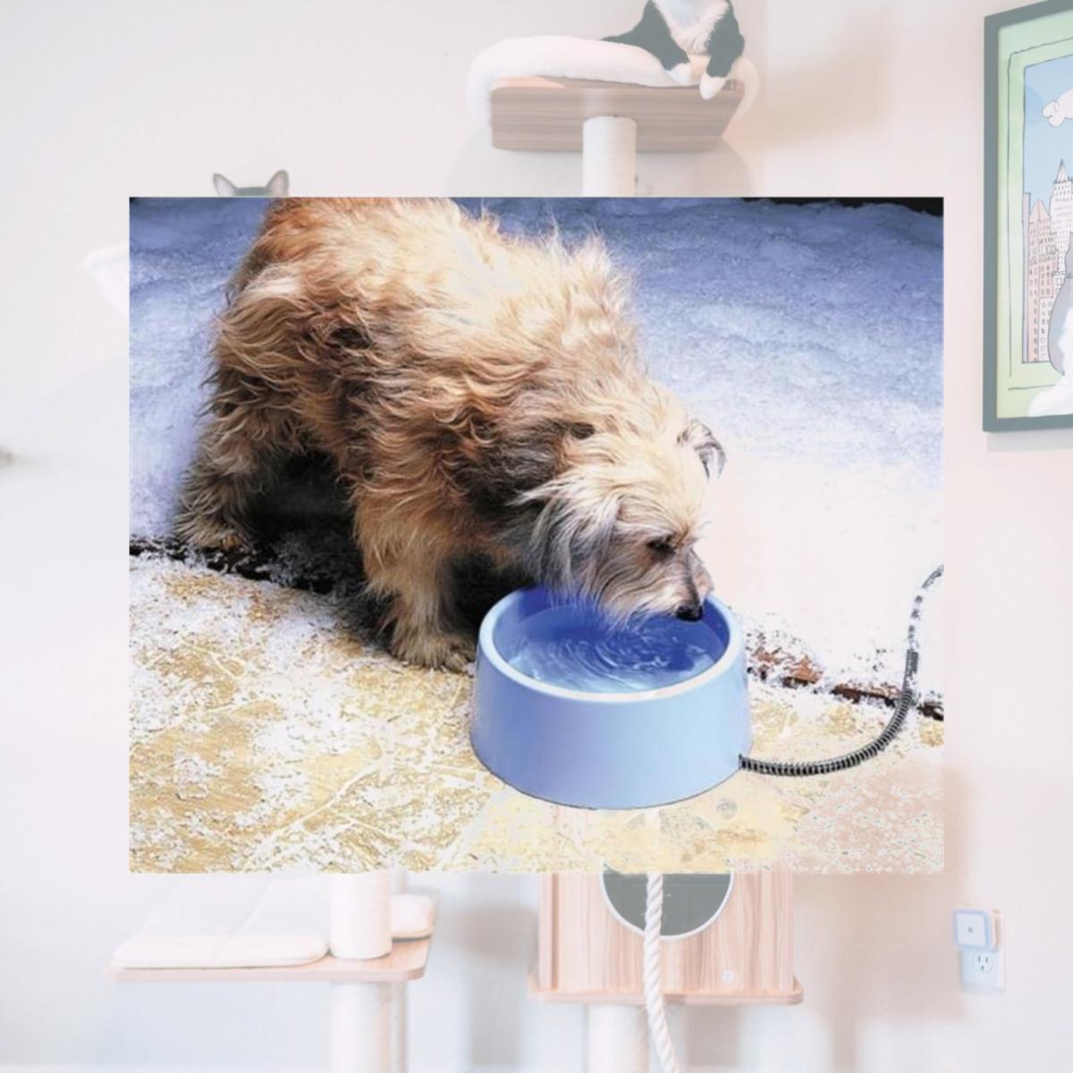 Picture of Allied Precision Inc Plastic Heated Pet Bowl- Blue 5 Quart - 93UL-1-BOWL-P