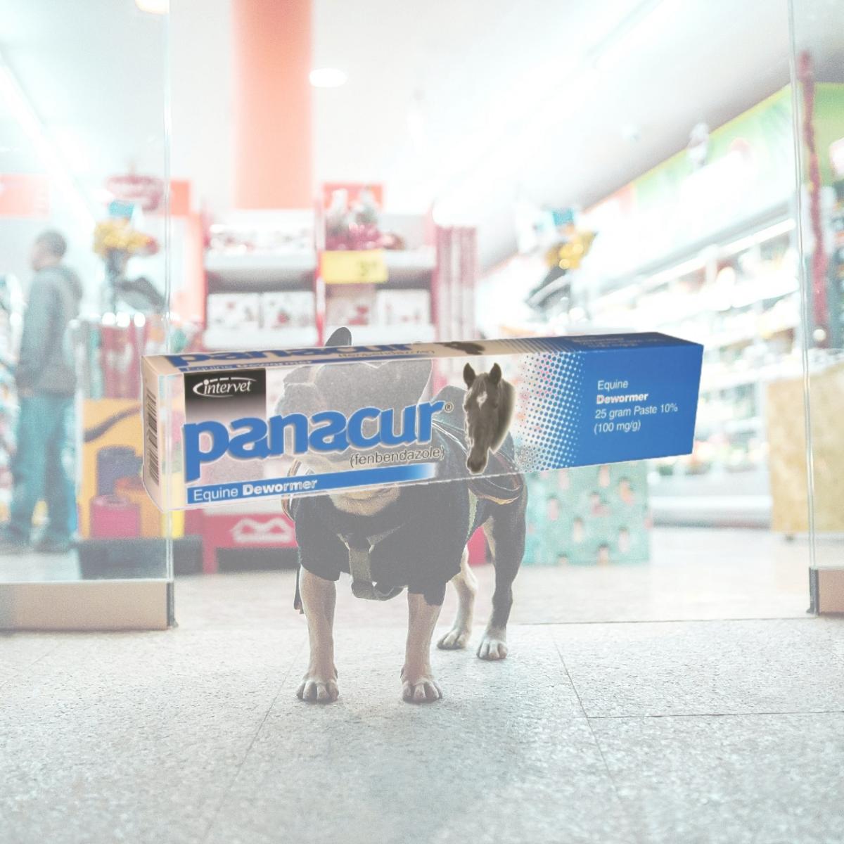 Picture of Merck Animl Health Equine - Panacur Paste 25 Gram - 001-069273