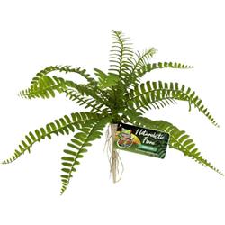 Picture of Zoo Med Laboratories BU-63 Naturalistic Flora Sword Fern