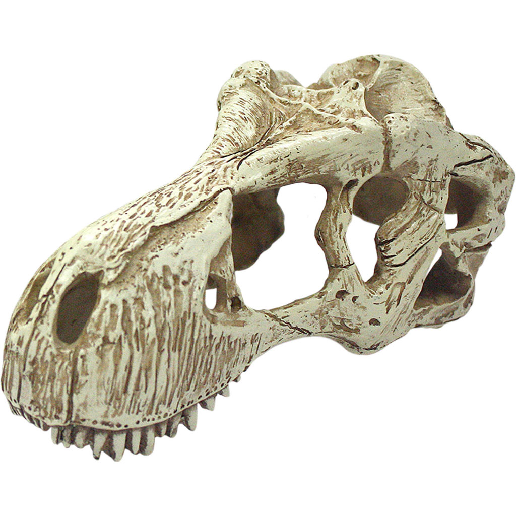 93214 T-Rex Skull - Natural - Large - Case of 24