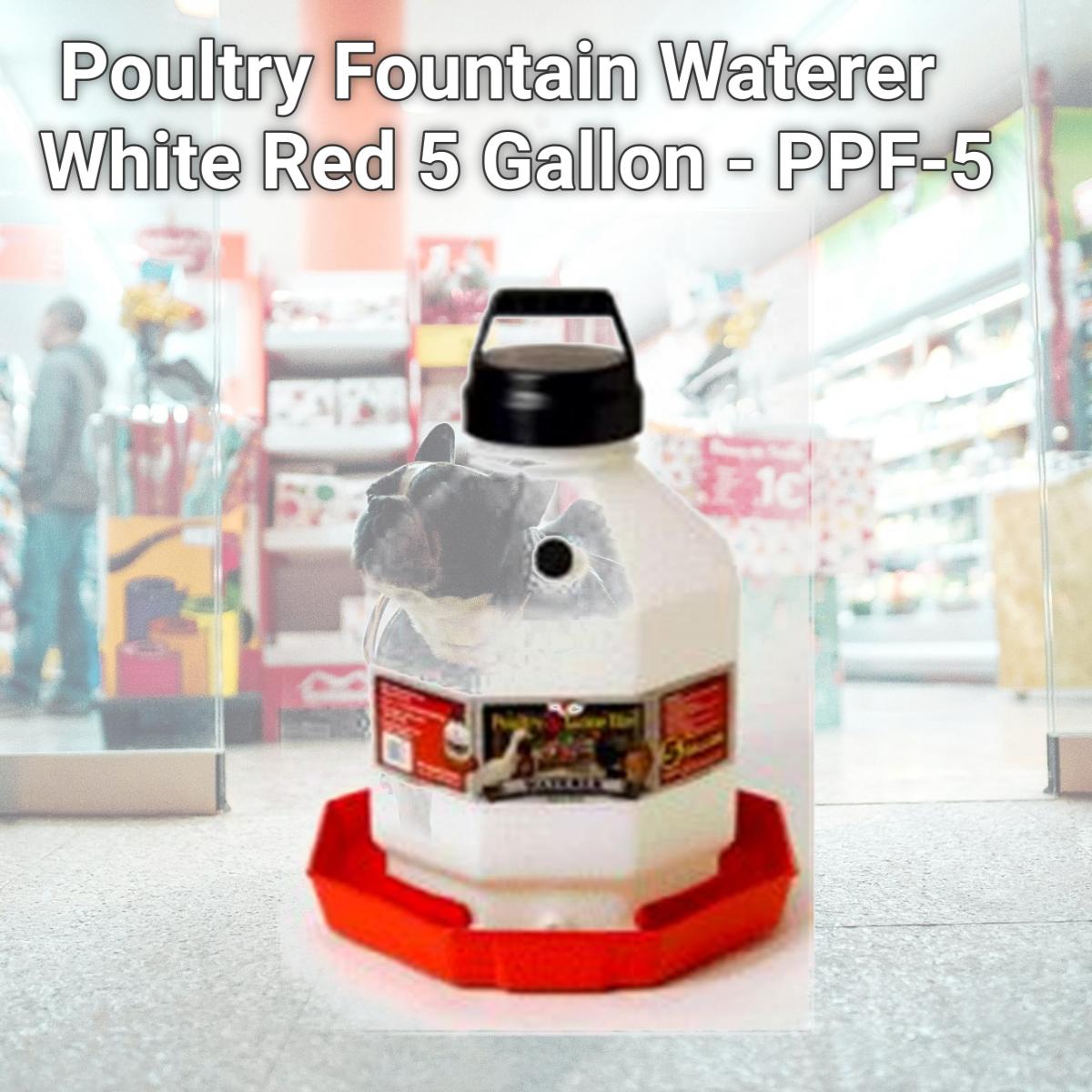 Picture of Miller Poultry Fountain Waterer White Red 5 Gallon - PPF-5