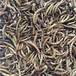 Picture of Flock Fest DMW5 Brown 5 lbs Buffalo Outdoor Dried Mealworms for Chickens&#44; Wild Birds Ducks & Small Pets