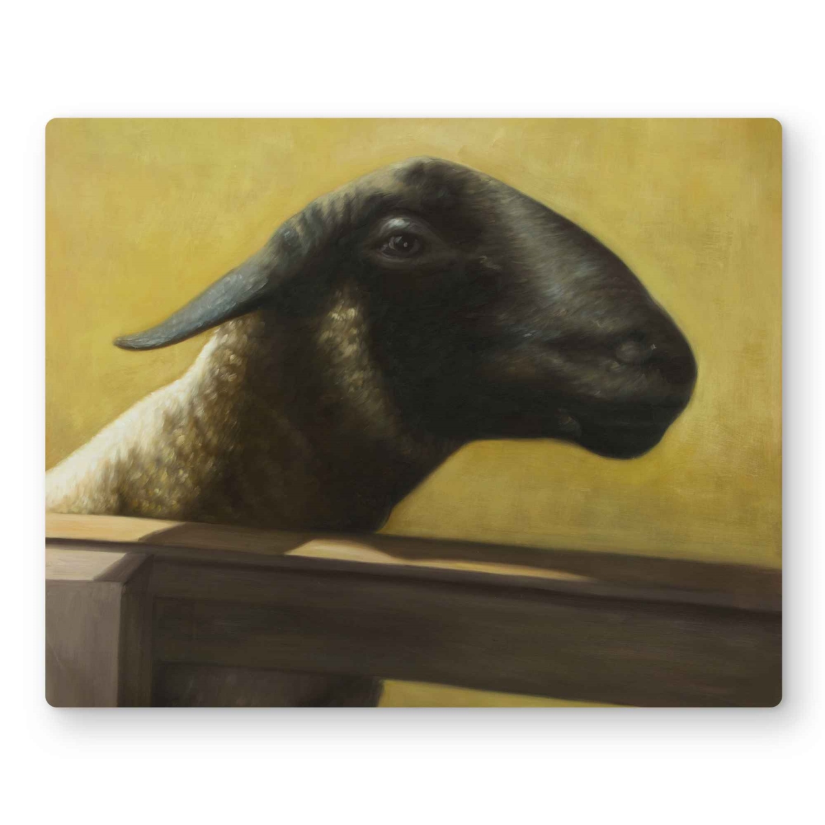 C1MP1620NZ5VQ7 16 x 20 in. Young Ram - Yellow Western Metal Print Wall Art for Home Decor