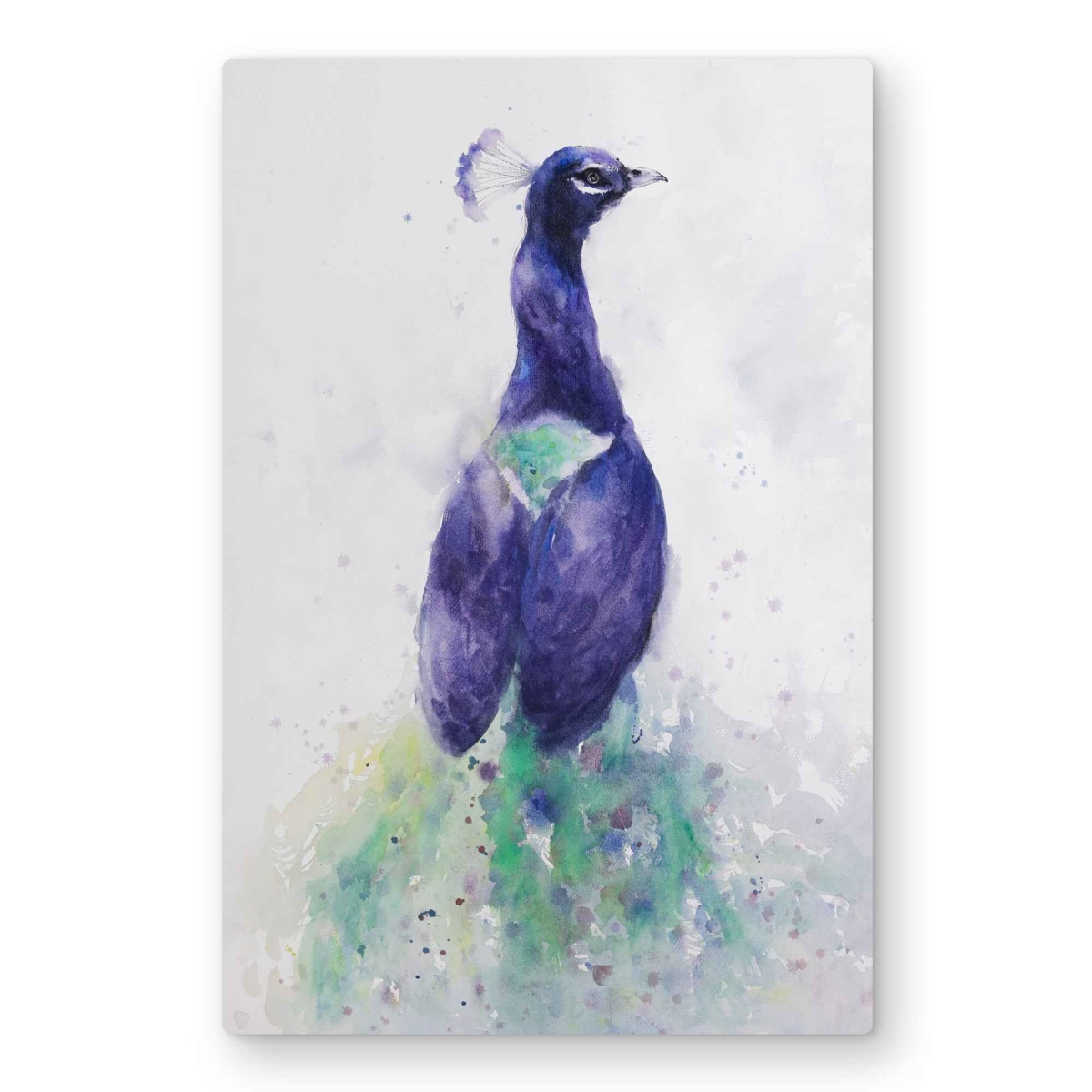 C1MP2030IP2D5I 20 x 30 in. Graceful Peacock - Romantic Animals Metal Print Wall Art for Home