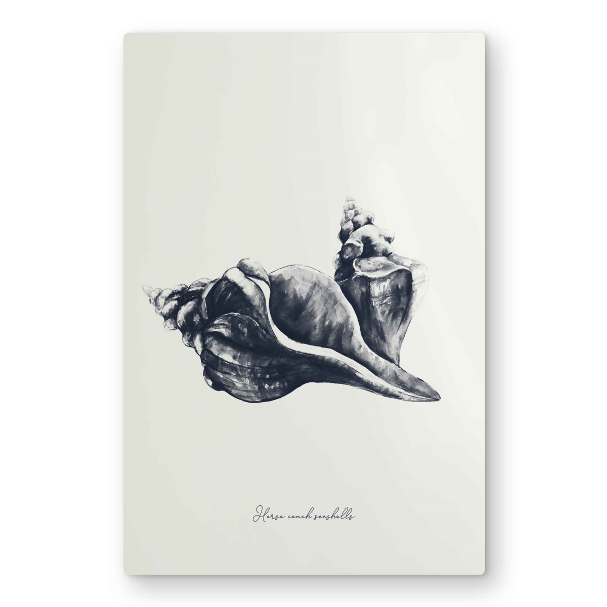 C1MP2030LIBKM1 20 x 30 in. Blue Horse Conch Seashells Wall Art - White Metal Print Home Decor