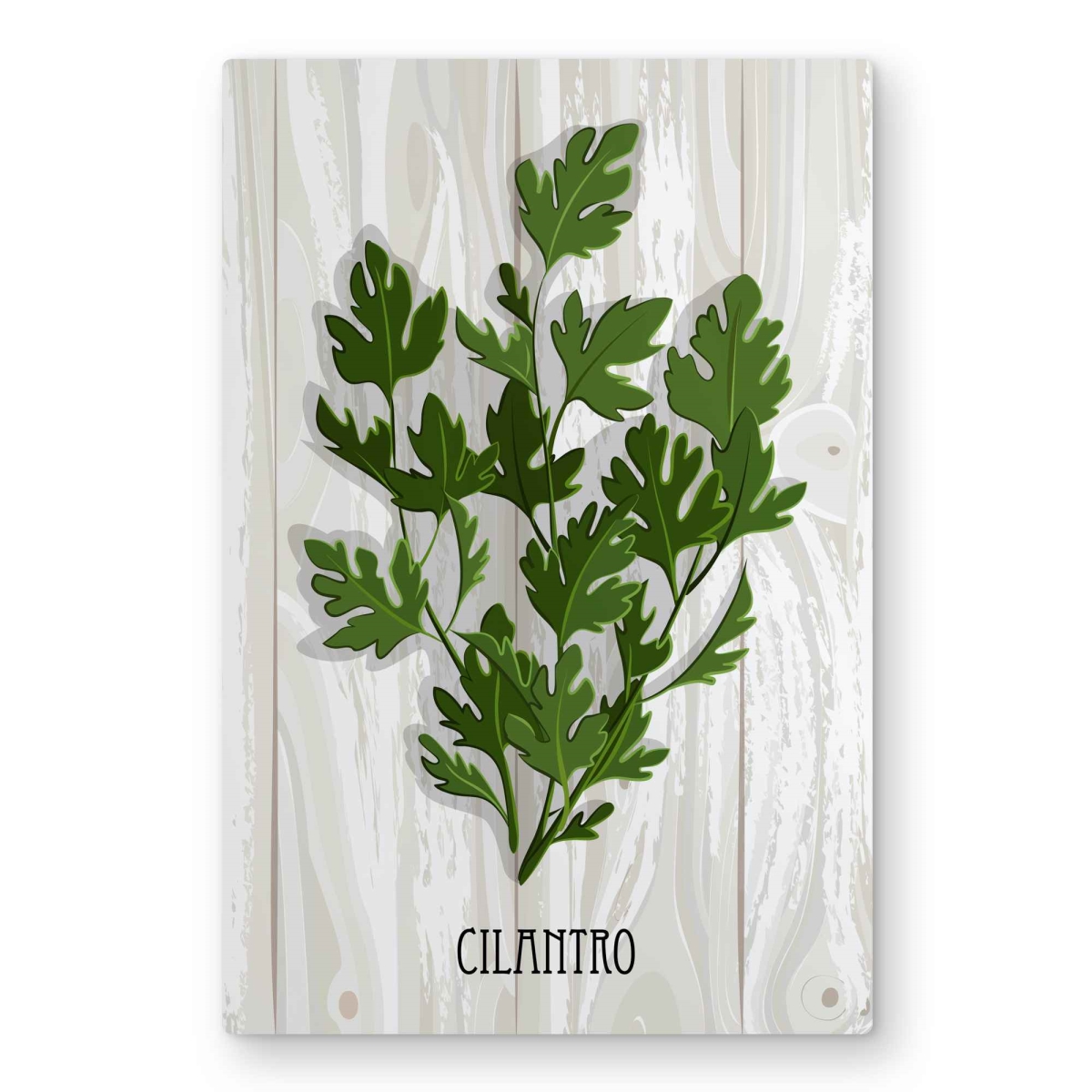 C1MP20307P4CVK 20 x 30 in. Cilantro On Wood Wall Art - Botanical Illustrative Metal Print Decor