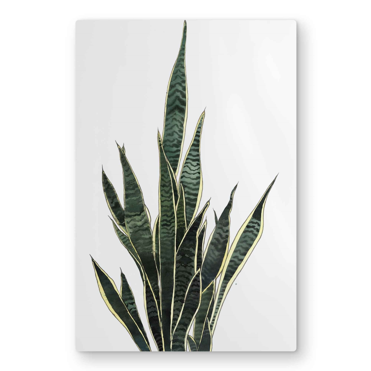 C1MP20307UGHB7 20 x 30 in. Snake Plant - Exotic Cactus Metal Print Wall Art for Home Decor