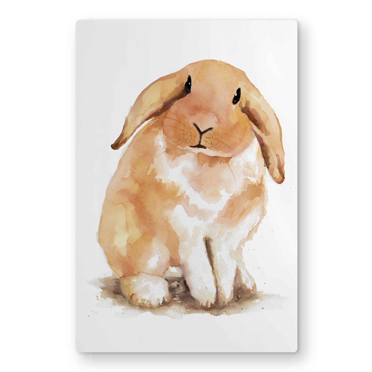 C1MP2436RFBP7C 24 x 36 in. Lop-Rabbit Metal Print Wall Art - Unique Pets Home Decor Art
