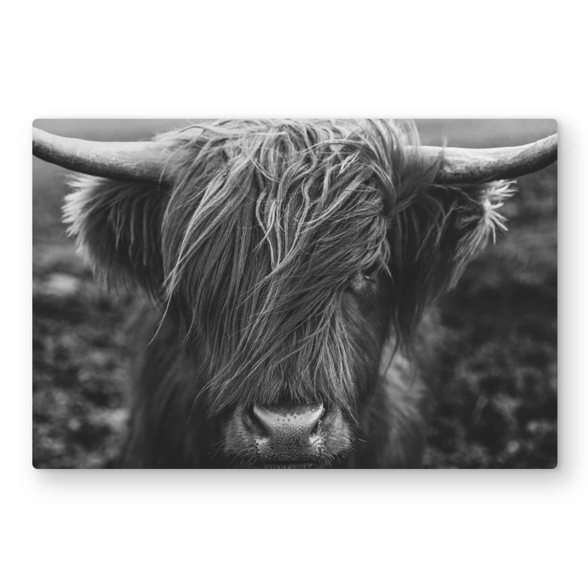 C1MP20303X0IIP 20 x 30 in. Monochrome Portrait Highland Cow Wall Art - Black Metal Print Decor