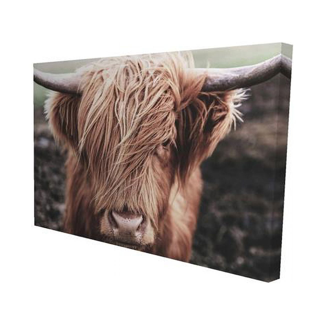 12 x 18 in. Desaturated Highland Cow-Print on Canvas